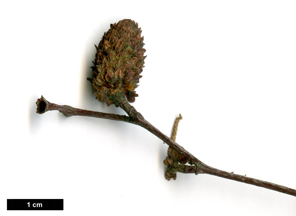 High resolution image: Family: Betulaceae - Genus: Betula - Taxon: lenta - SpeciesSub: f. uber